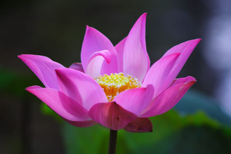 lotus-flower-1382267 Séance d'hypnose