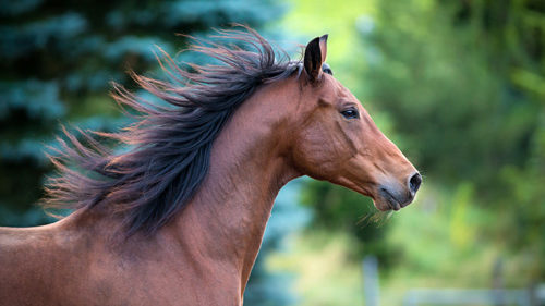 cheval magnétisme sur animaux